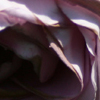 Volksgarten - Lavender Rose